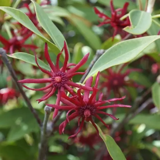 National Plant Network Live Outdoor Anise Tree Plant - 1ct 3 gal image {8}