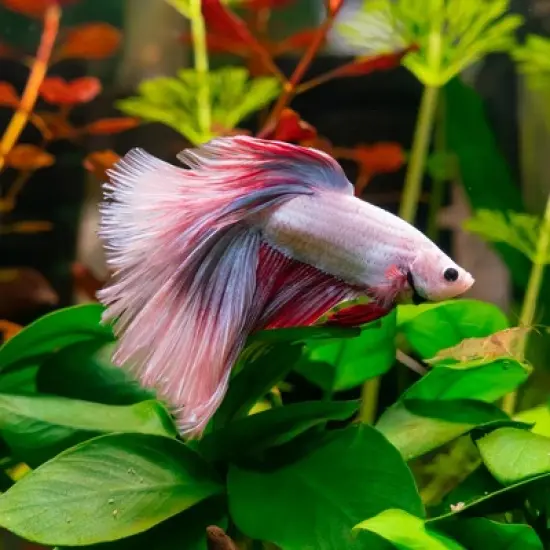 Unique Bargains Betta Fish Leaf Pad Hammock Plants for Fish Tank Green Red 4.13"x2.36" image {5}