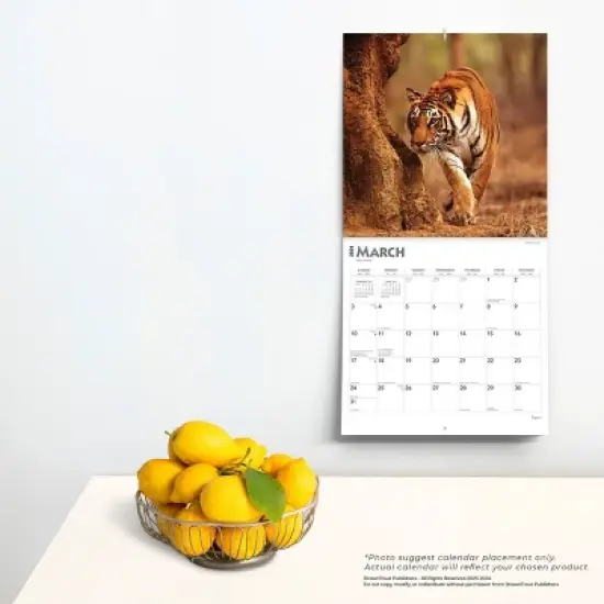 Browntrout 2024 Wall Calendar 12"x12" Tigers image {3}