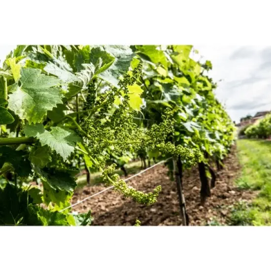 Remy Martin V.S.O.P Cognac - 750ml Bottle image {9}