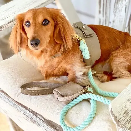 PoisePup &ndash; Luxury Pet Dog Harness &ndash; Soft Premium Italian Leather w/Crystal Harness for Small and Medium Dogs - Desert Mint image {2}