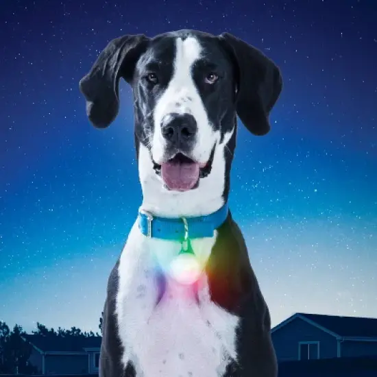 Nite Ize SpotLit Rechargeable Disc-O Light Dog Collar - XL image {9}