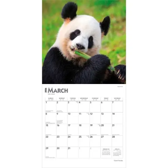 BrownTrout Giant Pandas 2026 12"x24" Hanging Square Wall Calendar Plastic-Free image {2}