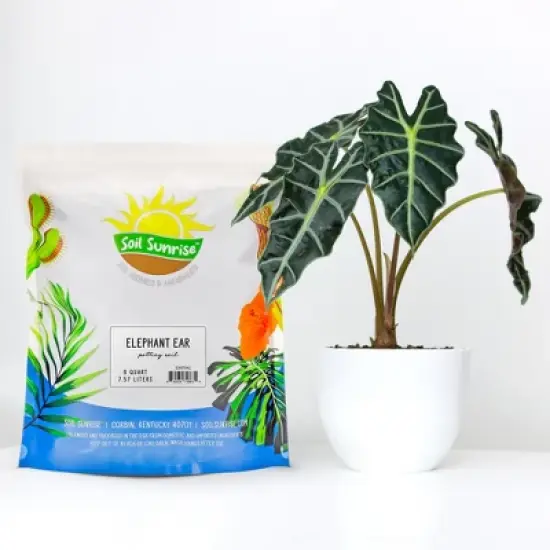Soil Sunrise Elephant Ear Potting Soil Mix, Colocasia Esculenta Potted Plant Blend image {1}