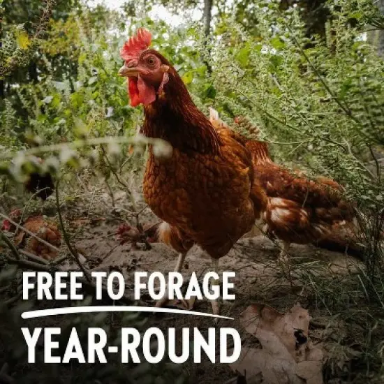 Vital Farms Pasture Raised Organic Large Eggs - 18ct image {2}