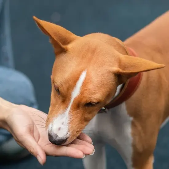 Zesty Paws Lil' Zesties Aller-Immune Supplement Squares - Smoked Turkey - 10oz image {5}