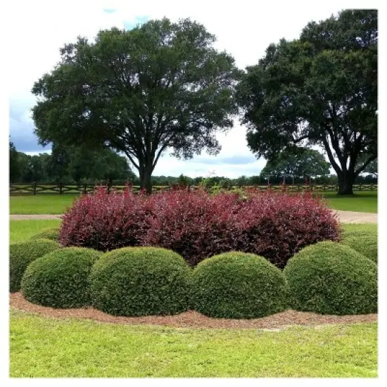 Holly Dwarf Yaupon 1pc - National Plant Network U.S.D.A Hardiness Zone 7-11 - 2.5 Quart image {2}