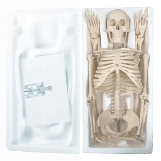 Supertek Human Skeleton Model with Key, 34" image {3}
