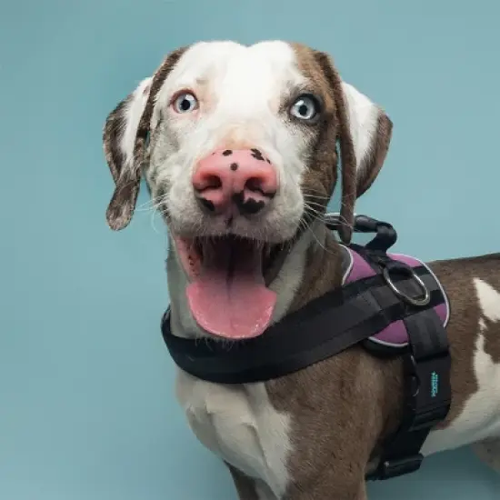 Joyride Harness Premium Advanced No Pull Dog Harness 2.0 image {1}