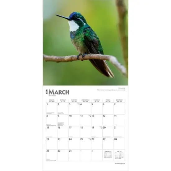 BrownTrout Hummingbirds 2026 12"x24" Hanging Square Wall Calendar Plastic-Free image {2}