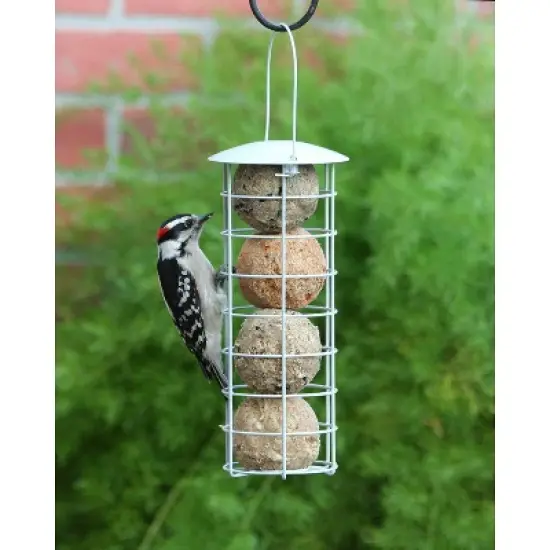 Pacific Bird & Supply Co. Insect + Hot Pepper Suet Balls, 6pk image {1}