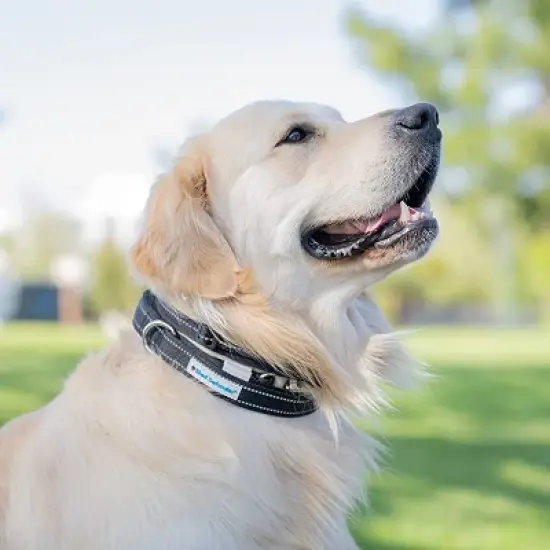 Shed Defender Mag-Snap Dog Leash - Wearable Magnetic Leash - 5 ft. image {2}