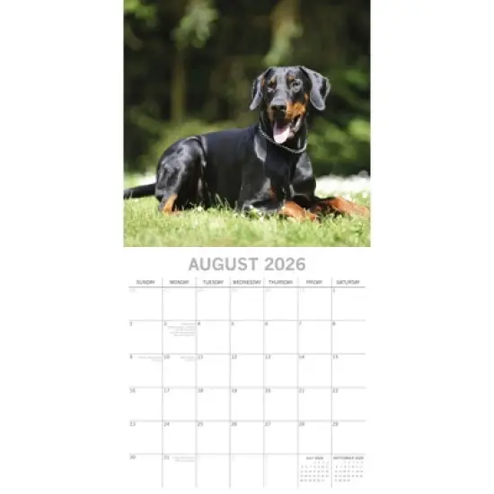2026 Square Wall Calendar, Dobermans, 16-Month Paw Prints Theme with 180 Reminder Stickers (12x12 In) image {2}