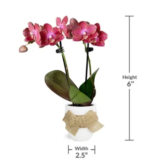 Green Circle Growers 2.5" Red Orchid Houseplant Ceramic Planter with Burlap Bow image {3}