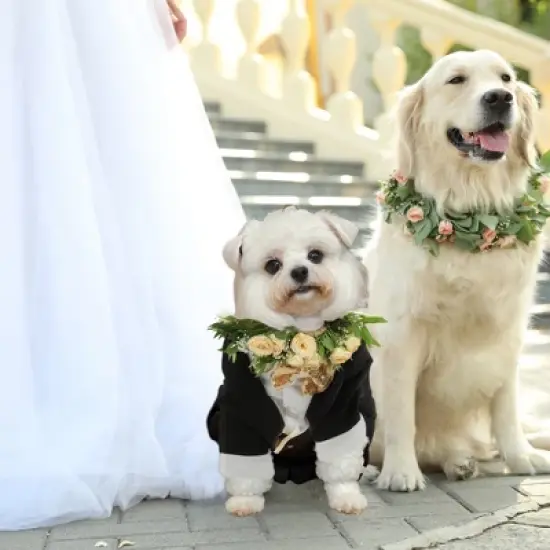 Unique Bargains Dog Tuxedo Black 1 Pc image {4}