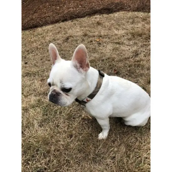 Doggy Tales Realtree Adjustable Dog Collar Edge image {3}