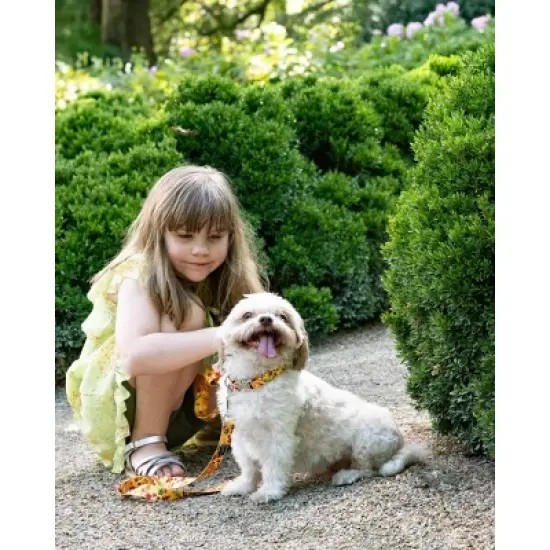 Country Brook Petz Premium Dog Collar - Awesome Autumn Collection image {1}