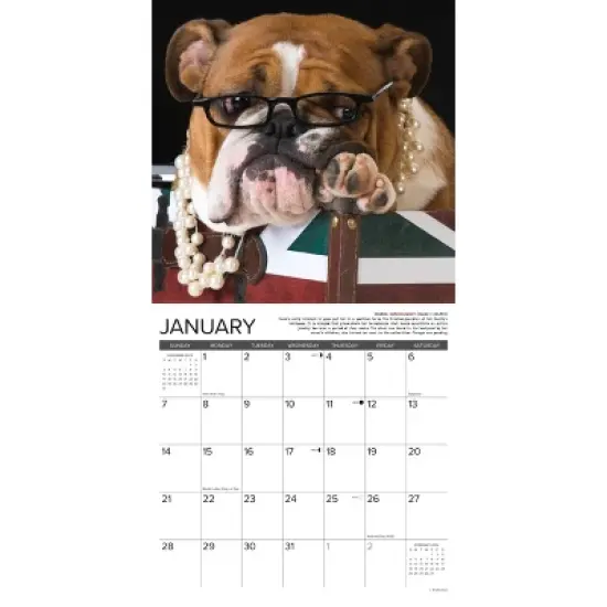 Willow Creek Press 2024 Wall Calendar 12"x12" Bulldog Bad Boys image {2}