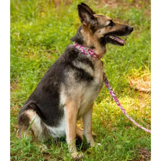 Country Brook Petz HossFit Jr Wide Premium Dog Collar - Paisley Collection (Pink Paisley, Medium) image {1}