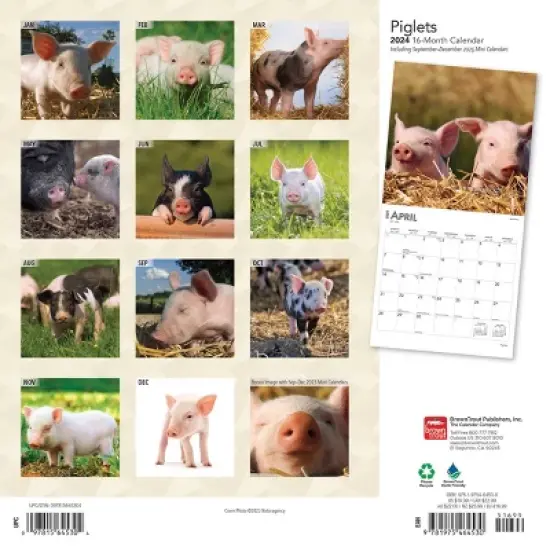 Browntrout 2024 Wall Calendar 12"x12" Piglets image {1}
