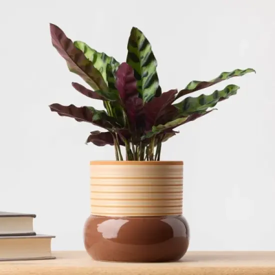 Threshold Brown Live Houseplant - Good Little Garden&trade; image {3}