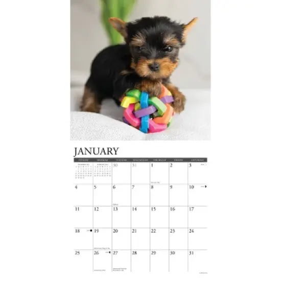 Willow Creek Press 2026 Yorkie Puppies Wall Calendar image {2}