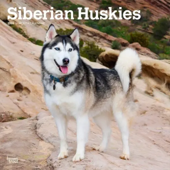 BrownTrout Siberian Huskies 2026 12"x24" Hanging Square Wall Calendar Plastic-Free image {9}