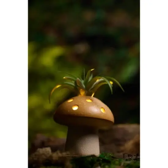 LiveTrends Fairy Ring Live Houseplant image {2}