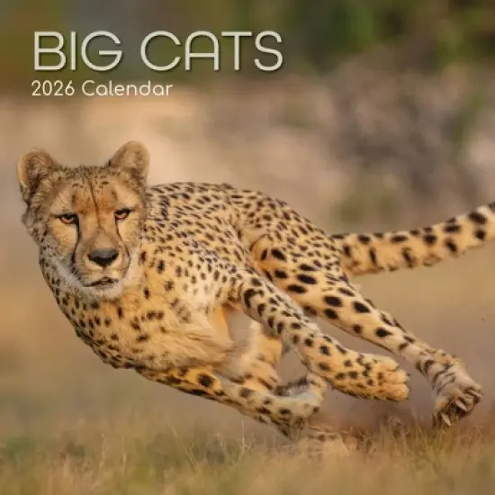 2026 Square Wall Calendar, Big Cats, 16-Month Animals Theme with 180 Reminder Stickers (12x12 In) image {4}