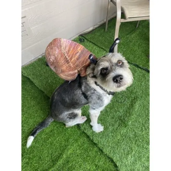 Midlee Snail Headband & Shell Dog Costume image {4}