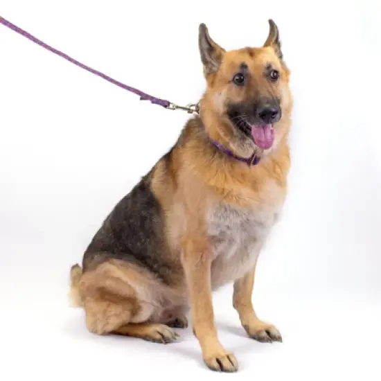 Country Brook Petz Purple Paisley Martingale Dog Collar image {7}