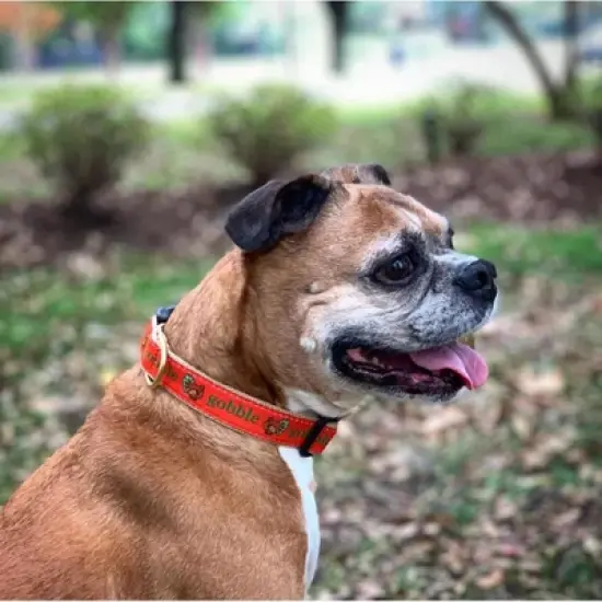 Up Country Gobble Gobble Thanksgiving Dog Collar (1" Wide) Medium image {2}