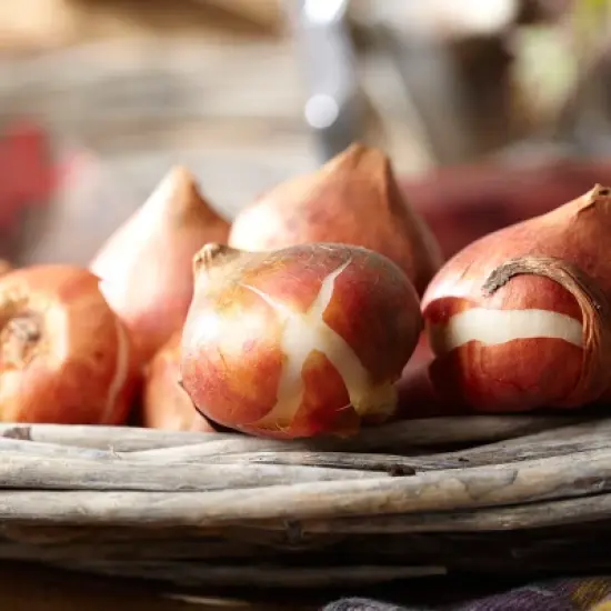 Tulips Darwin Hybrid Mixture Set of 50 Mammoth Bulbs - Van Zyverden image {1}