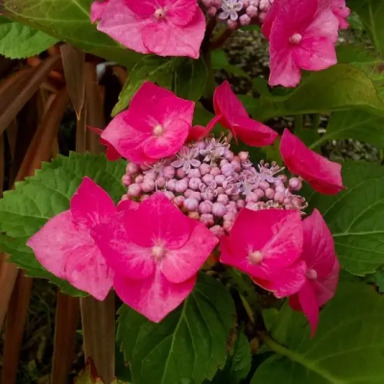 National Plant Network Live Outdoor 4" Cherry Explosion Hydrangea Plants - 3ct image {5}