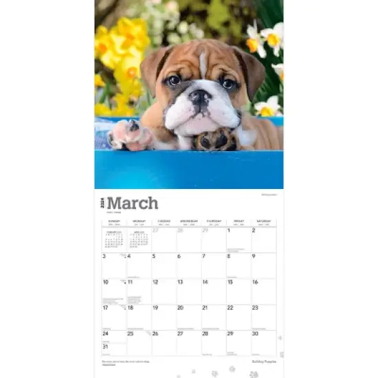 Browntrout 2024 Wall Calendar 12"x12" Bulldog Puppies image {2}
