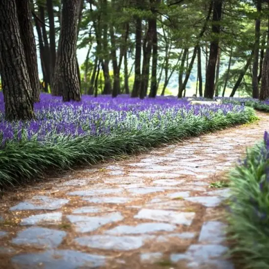 15pc Big Blue Liriope Plant with Purple Blooms - National Plant Network image {2}