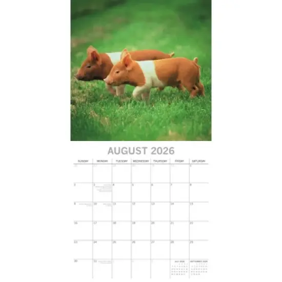 2026 Square Wall Calendar, Piggies, 16-Month Animals Theme with 180 Reminder Stickers (12x12 In) image {2}
