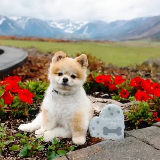 Pavilion Gift Company - Where The Dog Is - 6" Garden Stone - Stepping Stones and Pathways image {1}