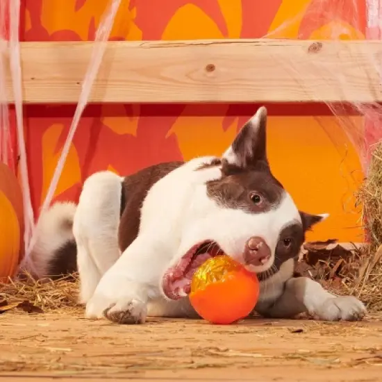 BARK Halloween Super Chewer Pumpkin Prodigy Dog Toy image {5}