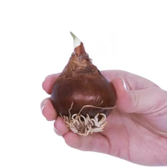 5ct Amaryllis and Paperwhite Duo Kits with Artisan Decorative Planters - Van Zyverden image {4}