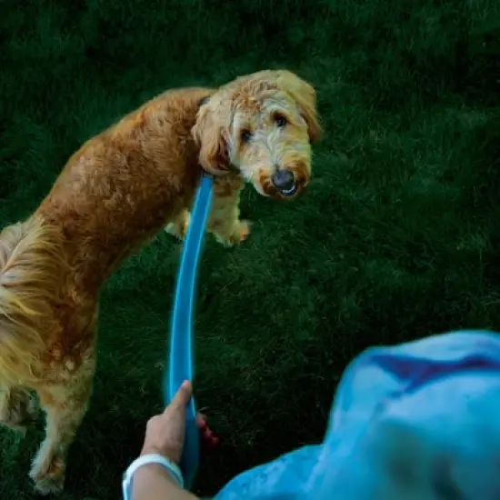 Nite Ize Nite Dog Rechargeable LED Dog Leash - Blue/Blue image {9}