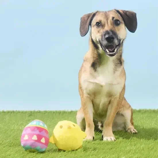 BARK Easter Chickie Poo Dog Animal Ball Toy - 2pc image {4}
