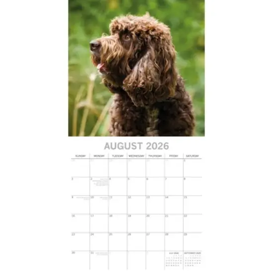 2026 Square Wall Calendar, Cockapoos, 16-Month Animals Theme with 180 Reminder Stickers (12x12 In) image {2}