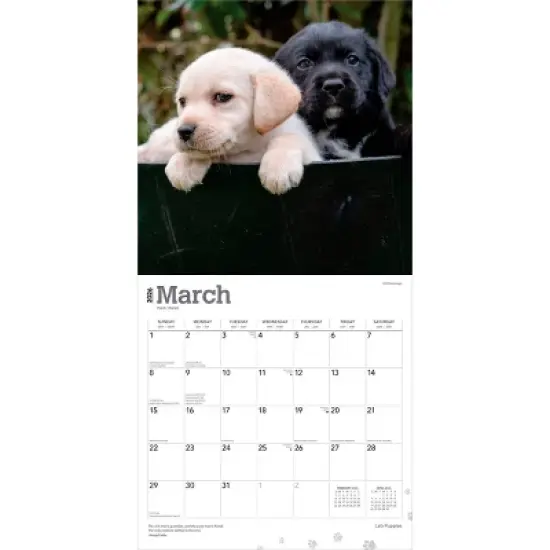 BrownTrout Labrador Retriever Puppies 2026 12"x24" Hanging Square Wall Calendar Plastic-Free image {2}
