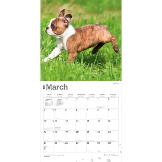 Browntrout 2024 Wall Calendar 12"x12" Boston Terrier image {2}