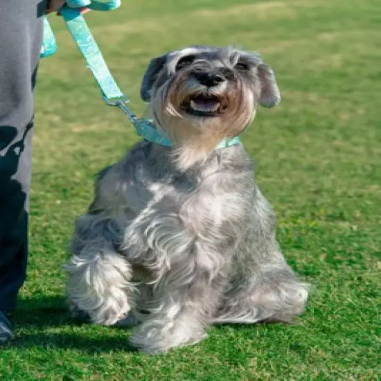 Country Brook Design&reg; 1 Inch Green Paisley Leash - 6 Feet image {1}