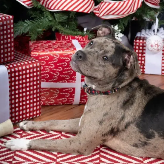 Country Brook Petz HossFit Jr Wide Martingale Dog Collar - Plaid and Argyle Collection image {1}