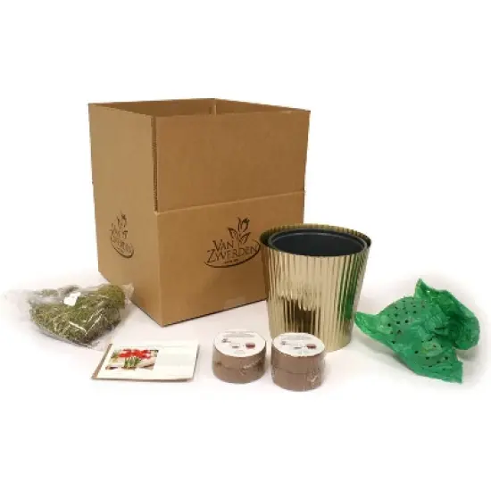 Amaryllis Kit Red Lion Bulb with Iron Brass Fluted Large Planter - Van Zyverden image {3}