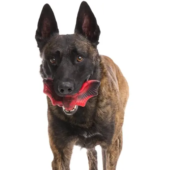 BARK Afraid of the Bark Halloween Brawning Bat Interactive Dog Toy image {3}
