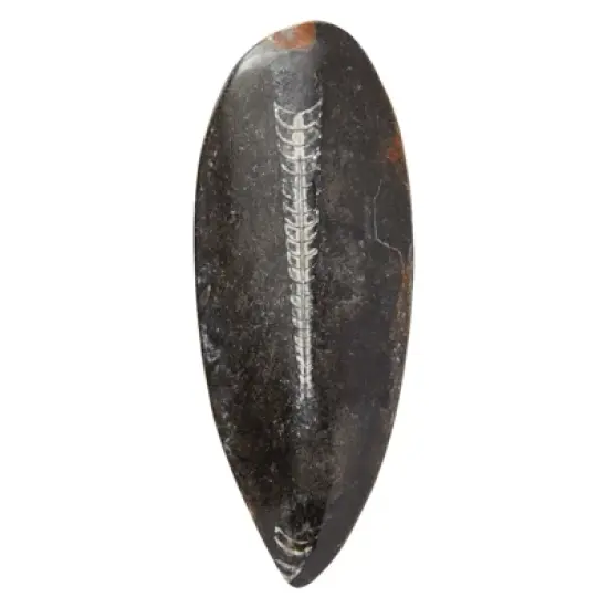 Okuna Outpost Natural Orthoceras Bone Replica, Calcified Cephalopod Shell from Morocco, 5.5-7 in image {6}